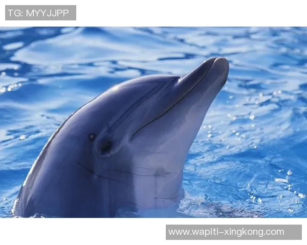 株洲：“乒”劲十足，“师”放生机